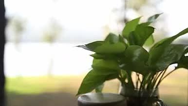 湖边绿色植物晴天视频的预览图